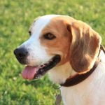 race de chien de chasse