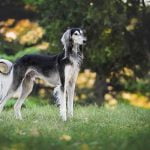 les races de chiens rapides