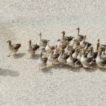 race de chien pour la ferme