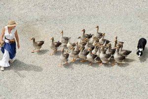 race de chien pour la ferme