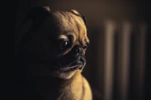Se séparer de son chien