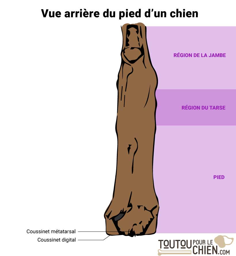 Pied d'un chien vu de l'arrière