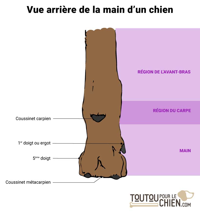 Main de chien vue de l'arrière