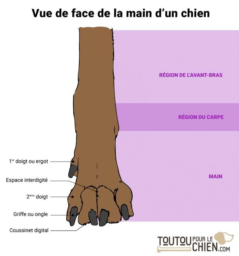 Patte de chien constitution et particularités