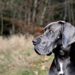 Le syndrome de Wobbler