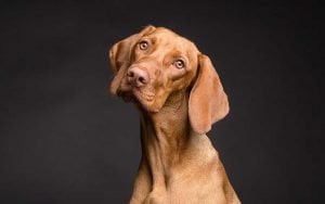 affixe chien