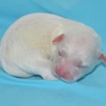 Césarienne de la chienne