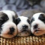 choisir son premier image