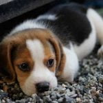 La croissance du chiot