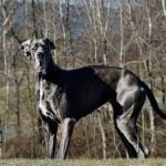 Le dogue allemand le plus grand chien au monde