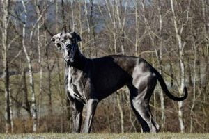 Le dogue allemand le plus grand chien au monde