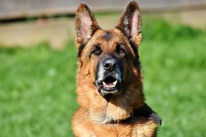 dresser un berger allemand