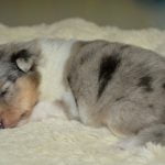 La durée de la grossesse chez la chienne