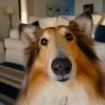 faire plaisir à son chien