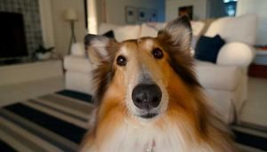 faire plaisir à son chien