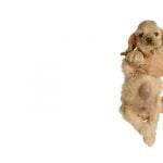 la hernie ombilicale du chien