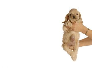 la hernie ombilicale du chien