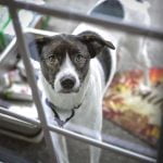 Interdire une pièce à son chien