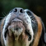 Les moustaches du chien