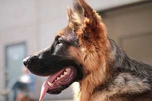 nourrir un berger allemand