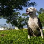 Permis de détention de chien