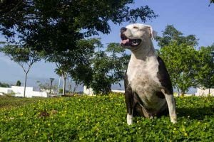 Permis de détention de chien