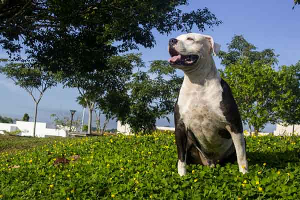 Permis de détention de chien