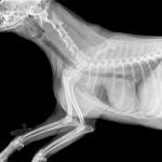 La radiographie du chien