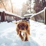 La résistance au froid du chien