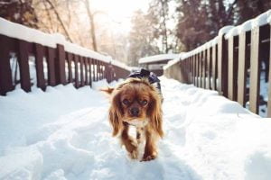 La résistance au froid du chien