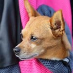sac de transport pour chien