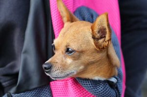 Collerette pour chien : utilité, fonctionnement, prix 
