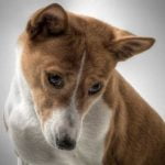 Le syndrome de Fanconi chez le chien