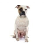 Les tumeurs mammaires de la chienne