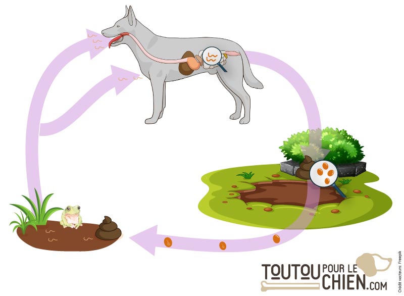 Le cycle de vie des ankylostomes