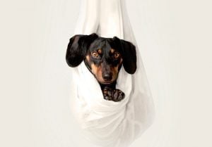 Acheter un chien