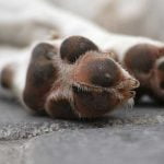 assurance animaux obsèques