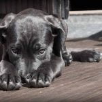 apprendre le non à son chien