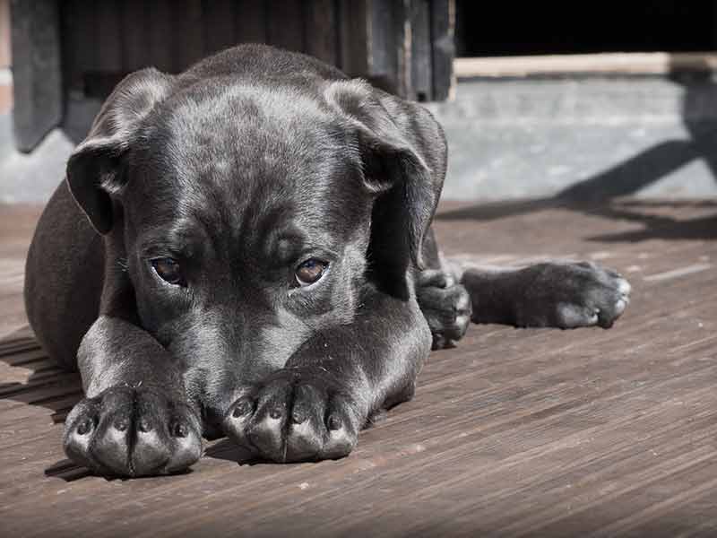 quoi apprendre à son chien