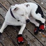 Les chaussures pour chien