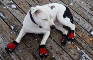 Les chaussures pour chien