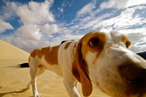 Chien qui nous renifle