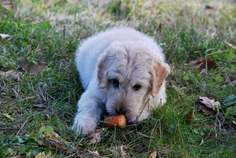 Peuton donner des pommes de terre à son chien ? Toutoupourlechien