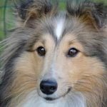 Comment diagnostiquer la gestation d'une chienne ?