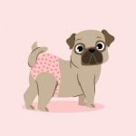 Culotte pour chien