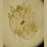 La gale sarcoptique du chien