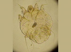 La gale sarcoptique du chien