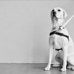 Les harnais anti traction pour chien