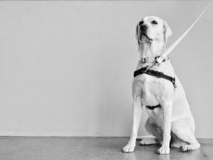 Les harnais anti traction pour chien