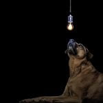 10 idées reçues sur les chiens